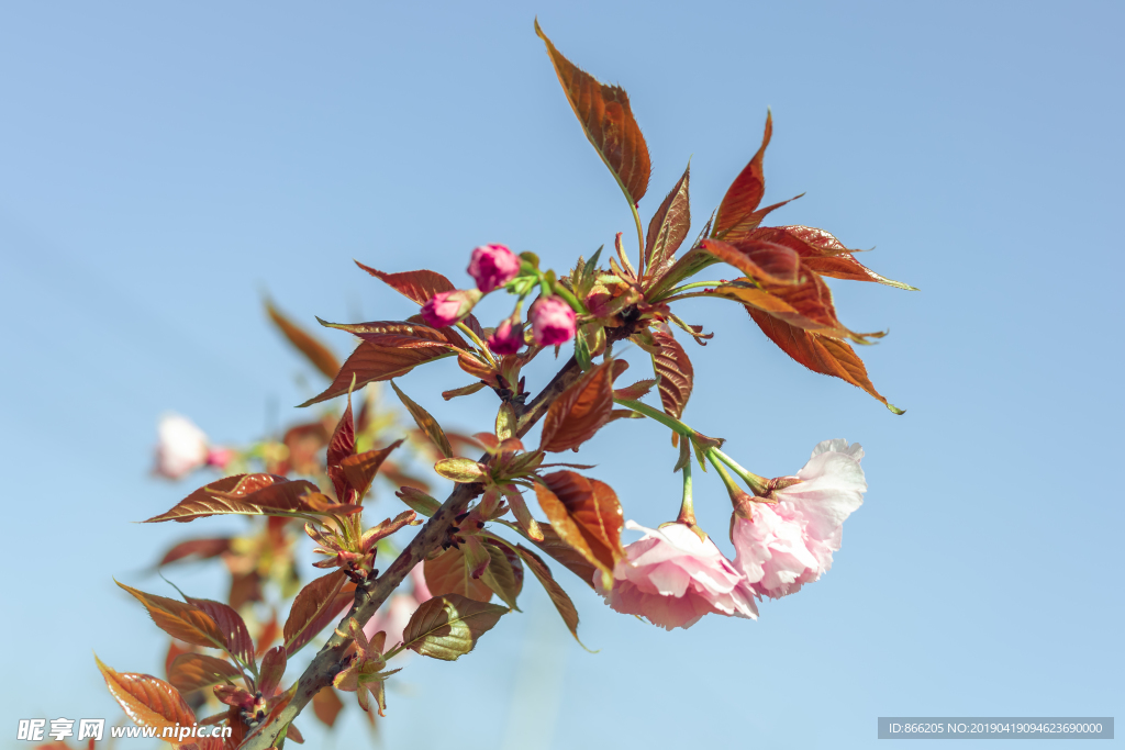 樱花树