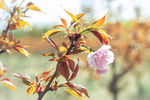 樱花树