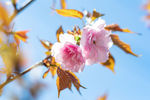 樱花树