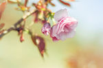 樱花树