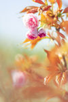 樱花树