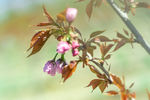 樱花树