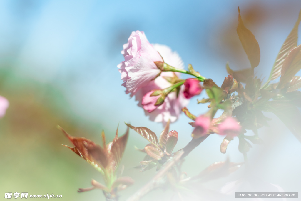 樱花树