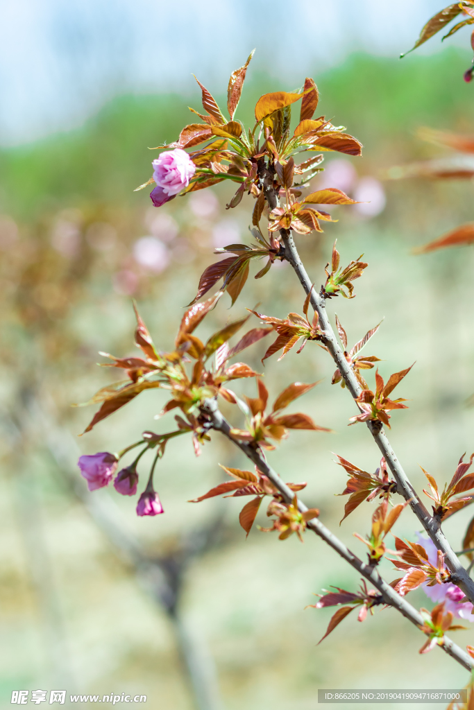 樱花树