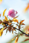 樱花树