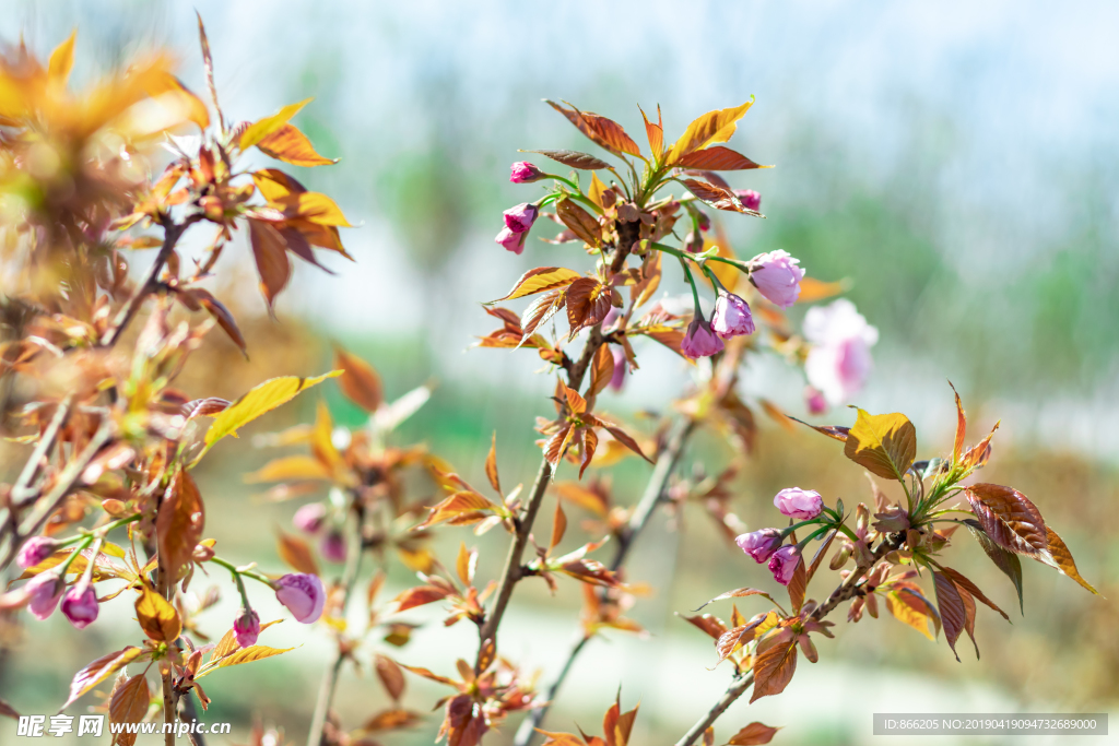 樱花树