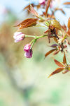 樱花树