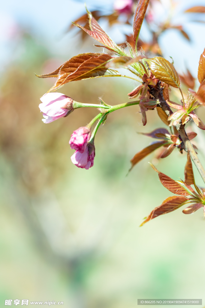 樱花树