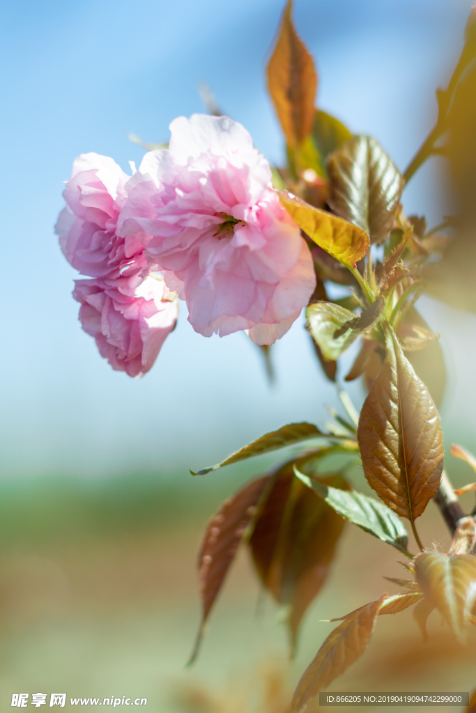 樱花树