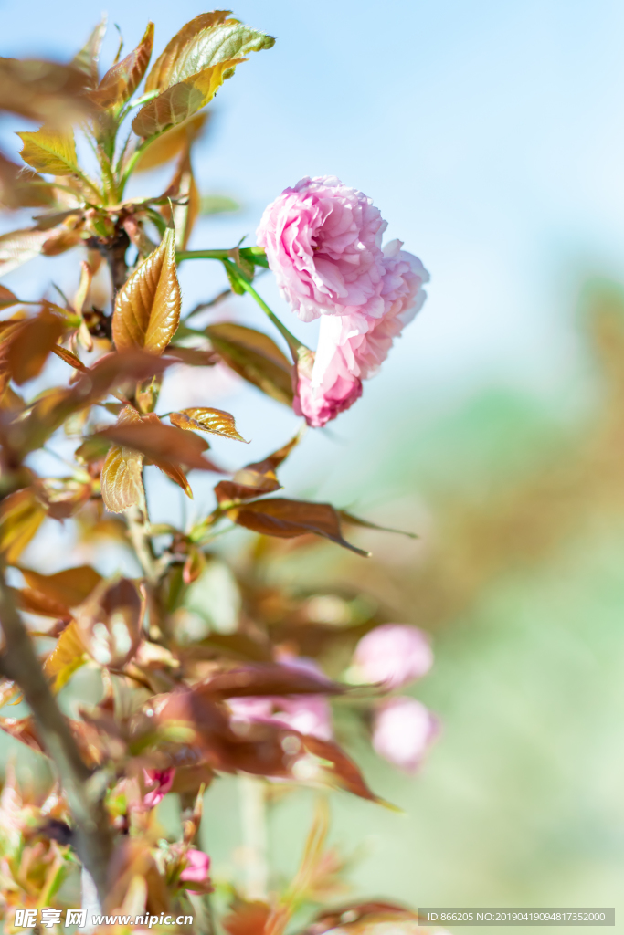 樱花树