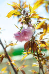 樱花树