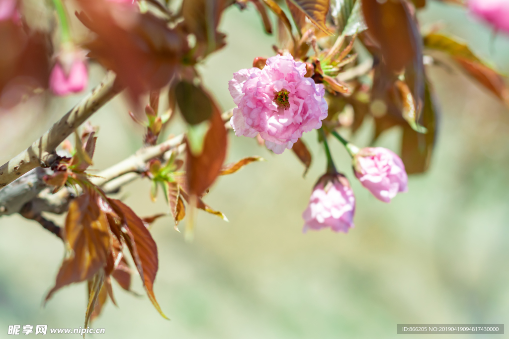 樱花树