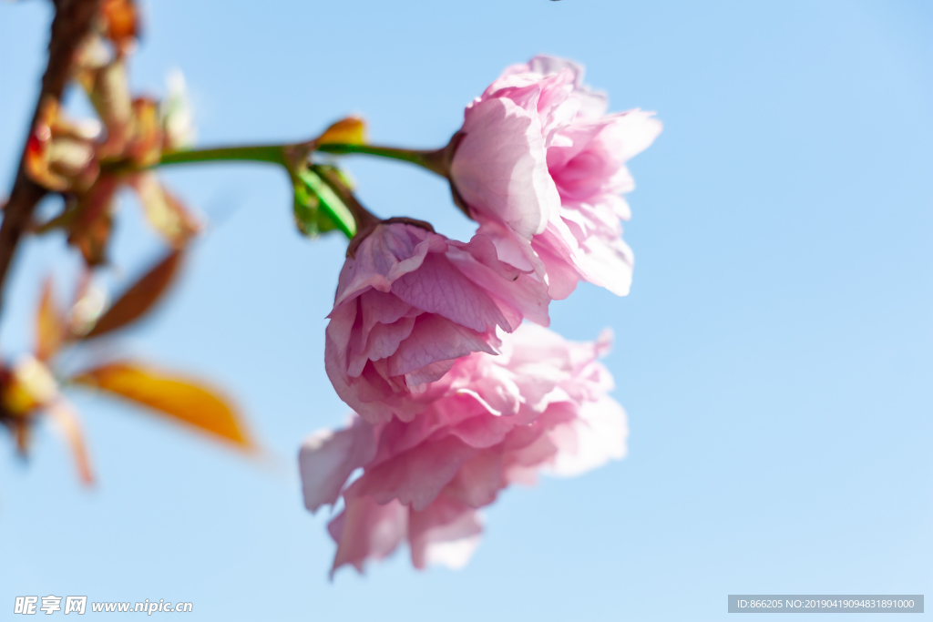 樱花