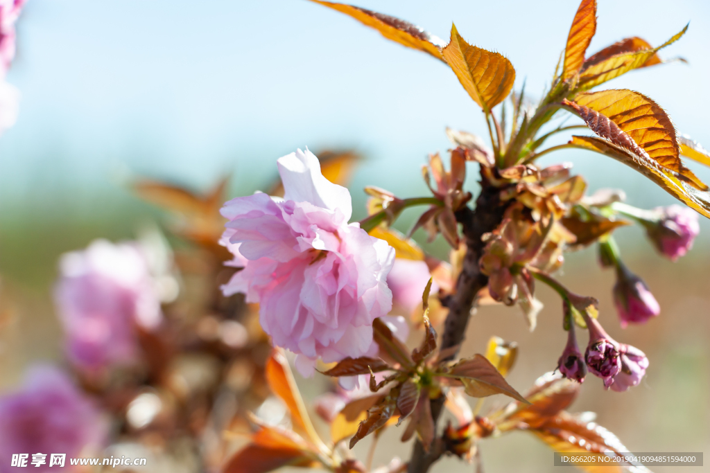 樱花