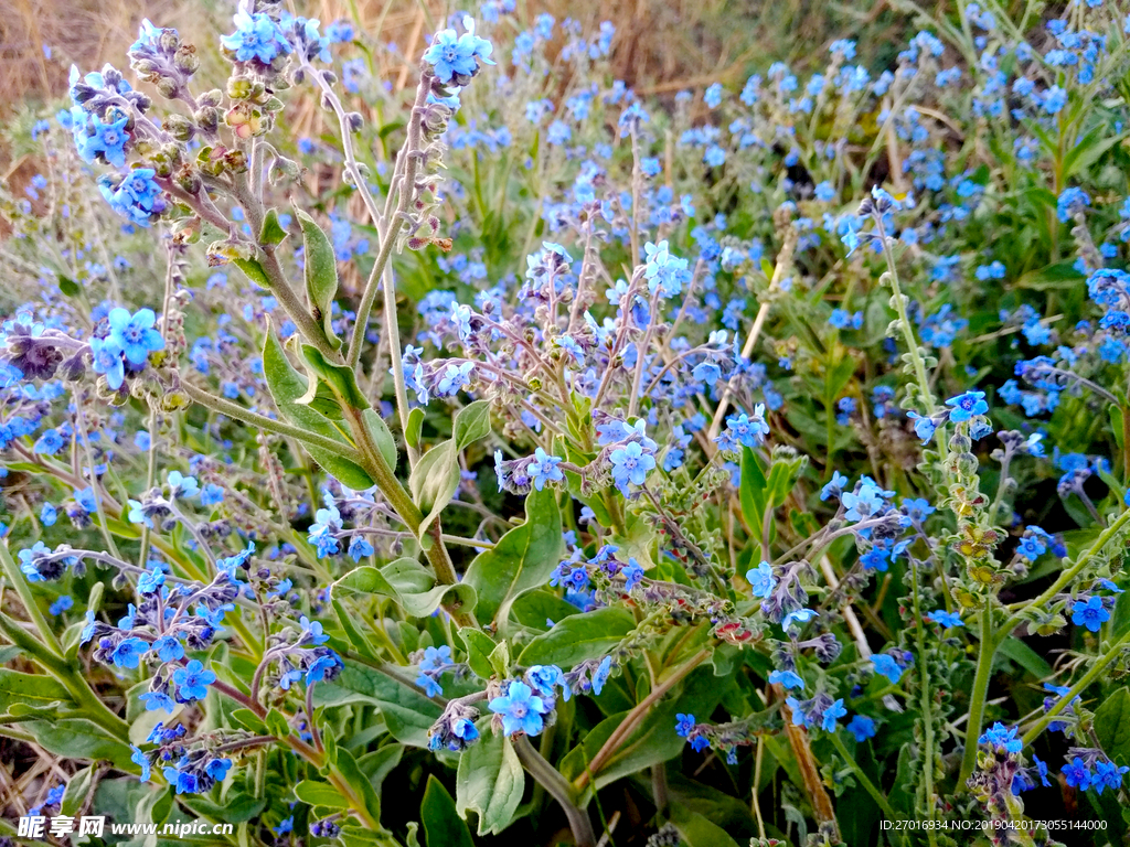 琉璃草