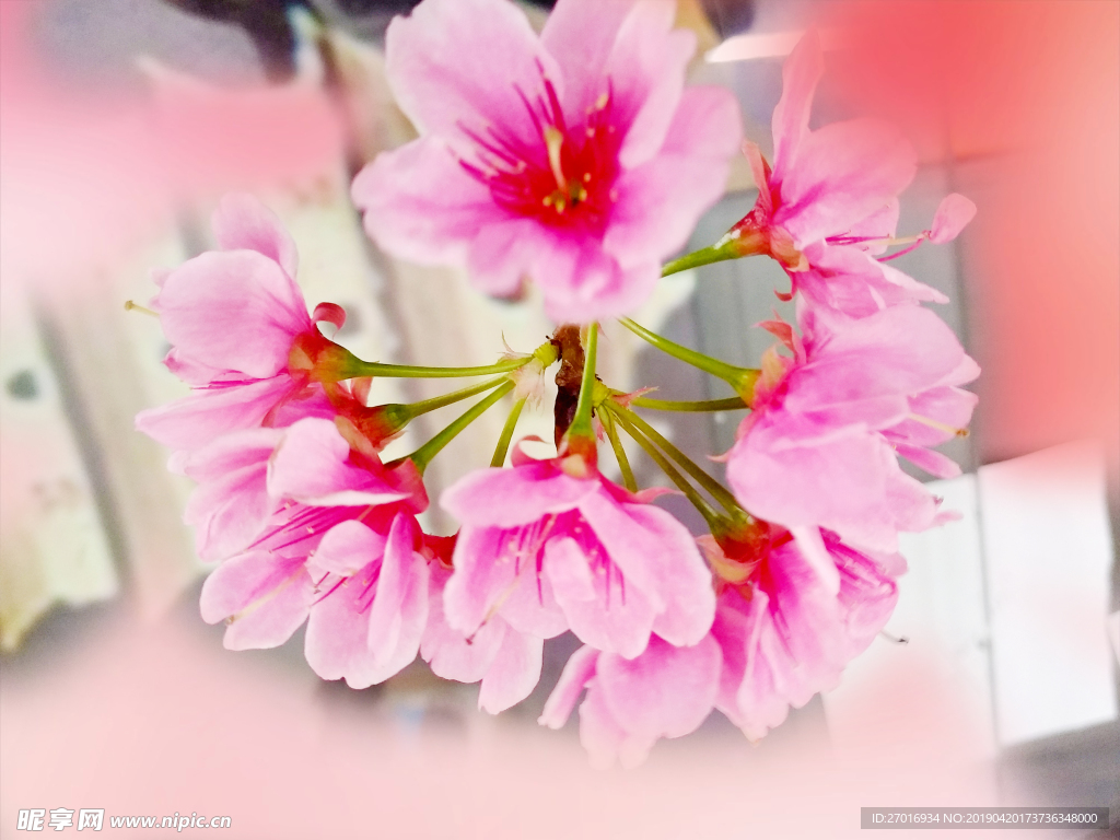 樱花