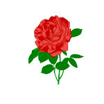 玫瑰花