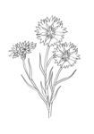矢量白描矢车菊