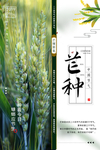 芒种