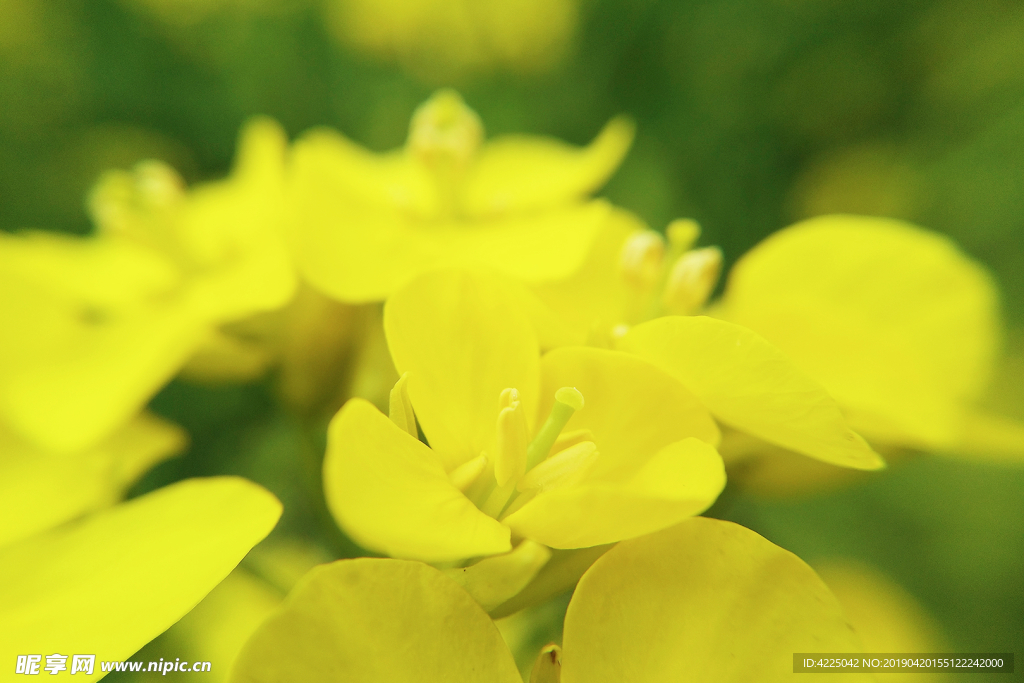 油菜花
