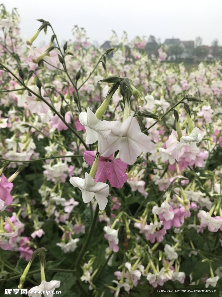花烟草