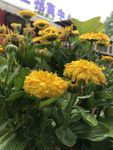 金盏花