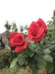 月季花