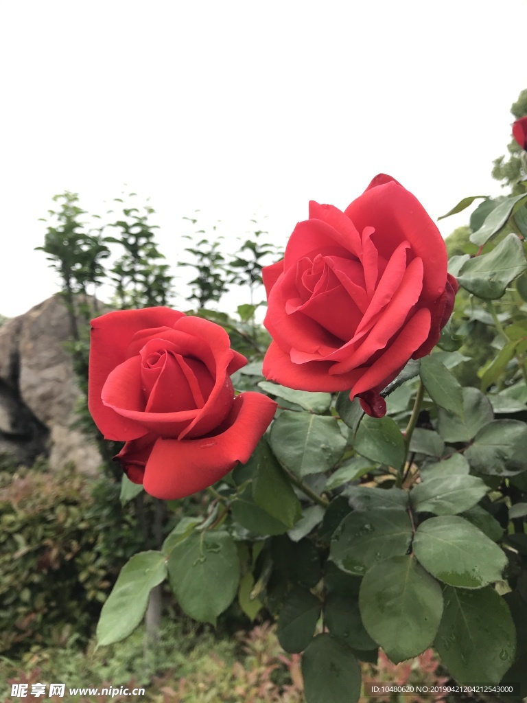 月季花