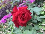 月季花