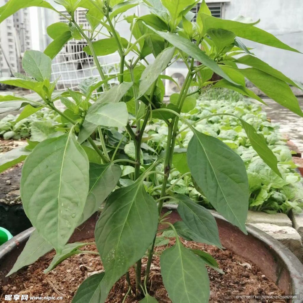 花草树叶