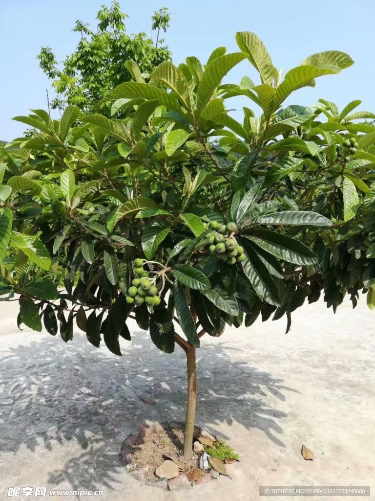 花草树叶