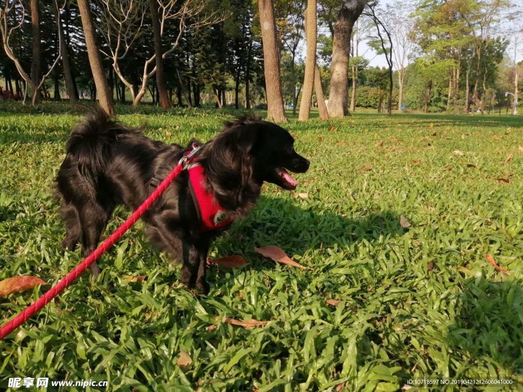 小黑狗