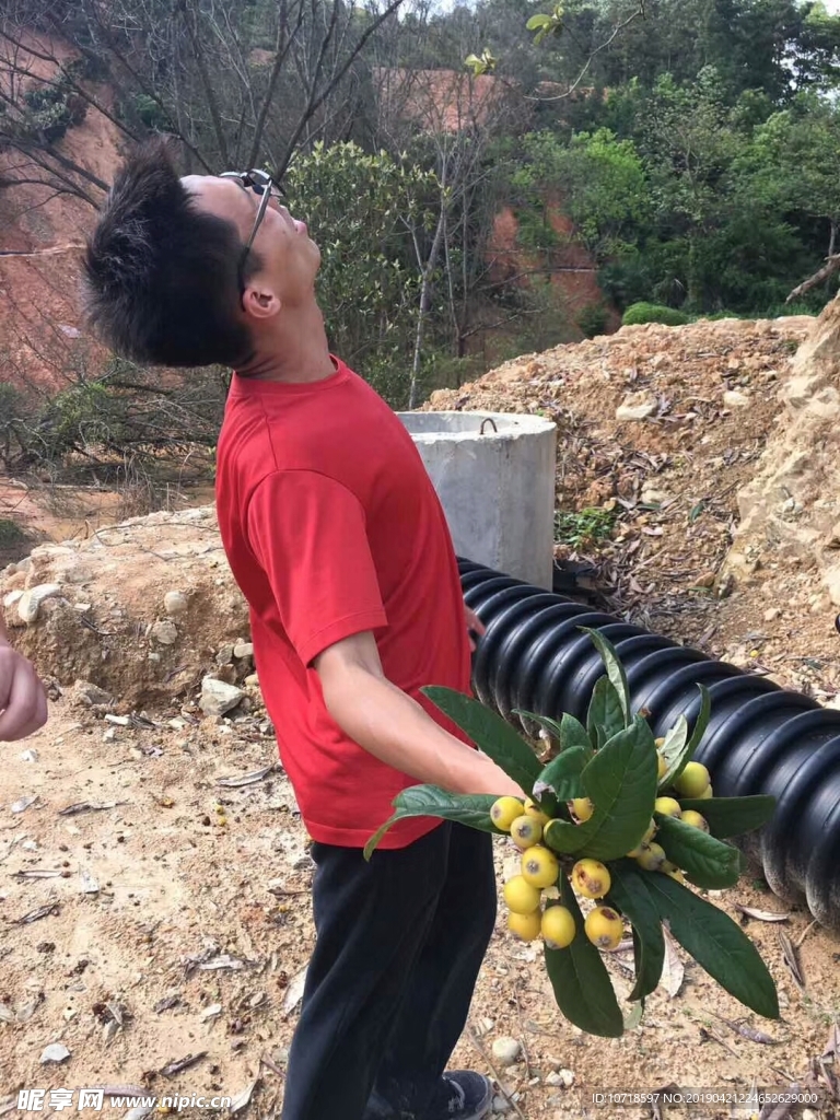 枇杷