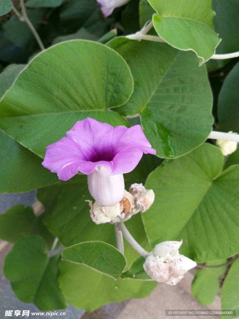 花草树叶