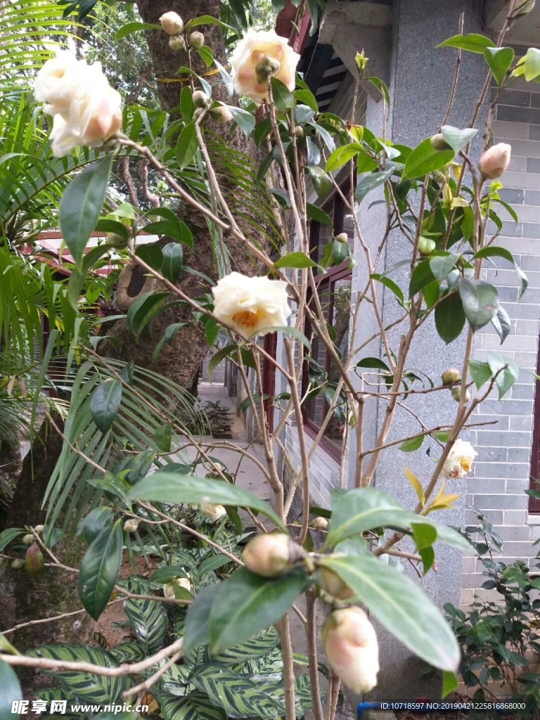 花草树叶