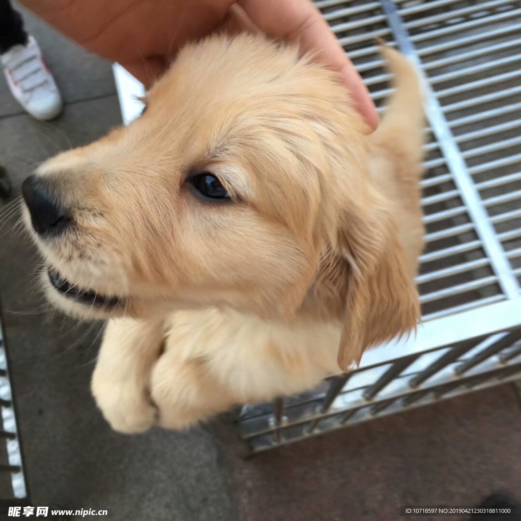 狗头