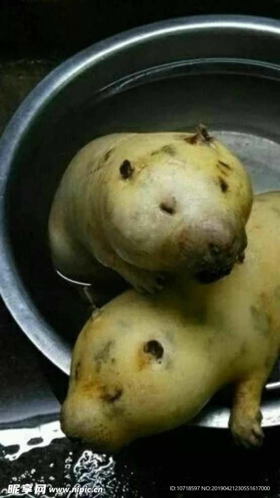 土豆鼠