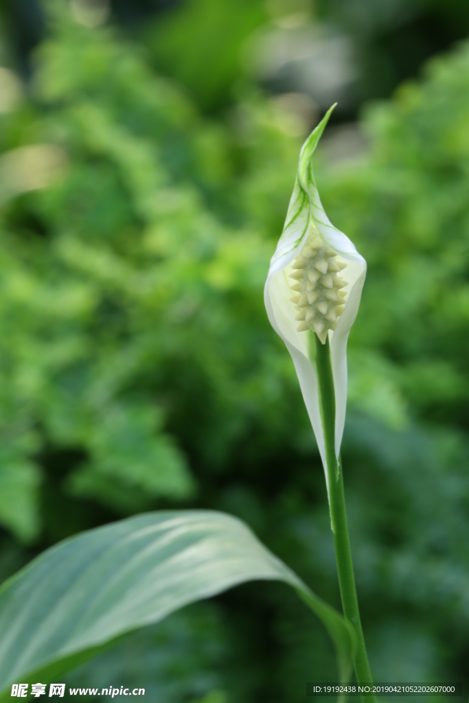 白鹤芋