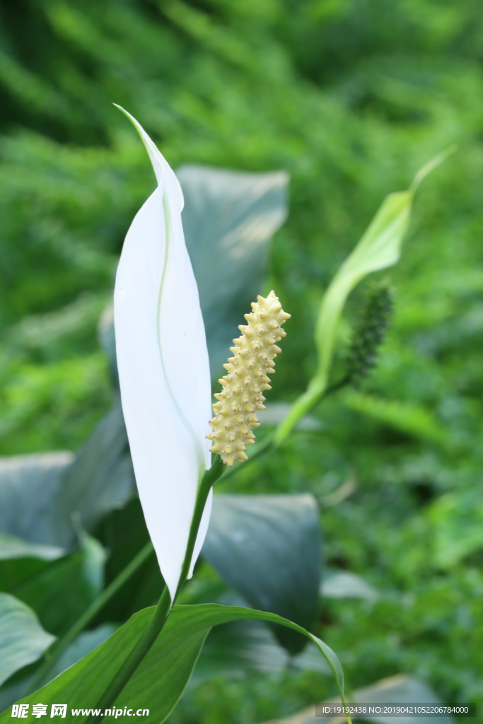 白鹤芋