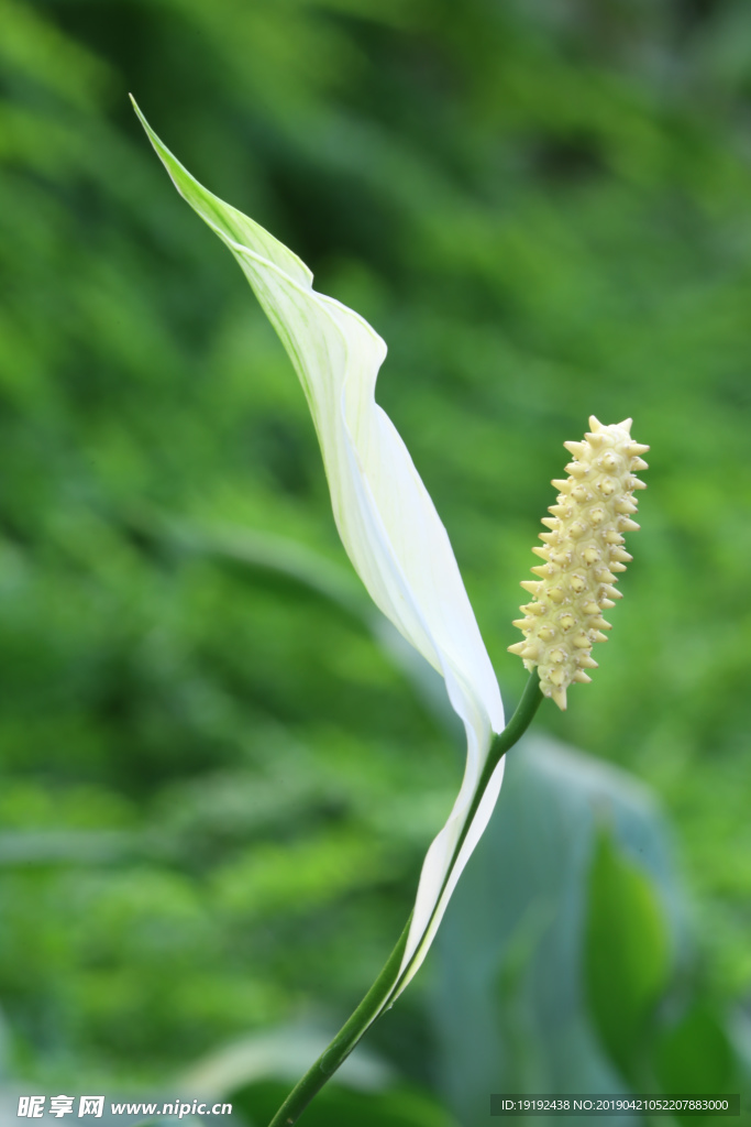 白鹤芋