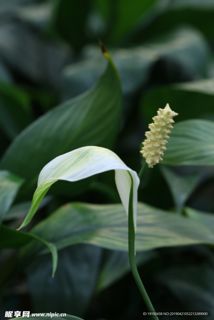 白鹤芋