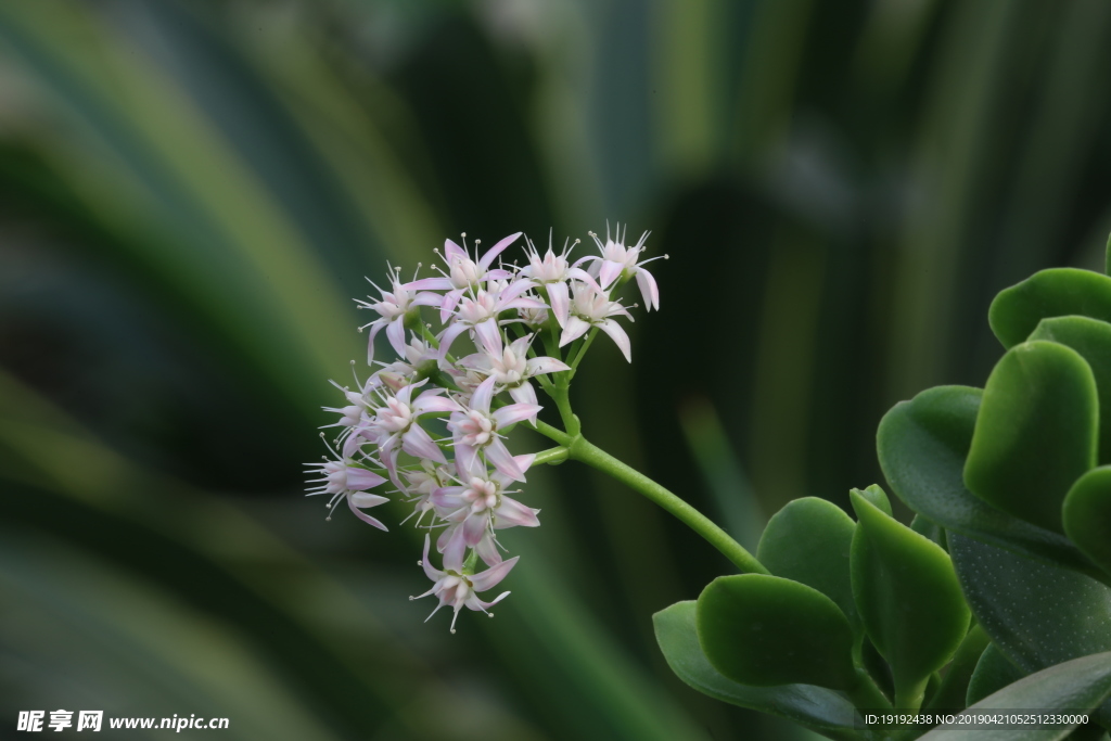 燕子掌花