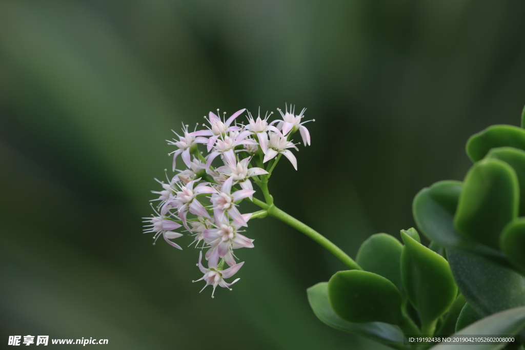 燕子掌花