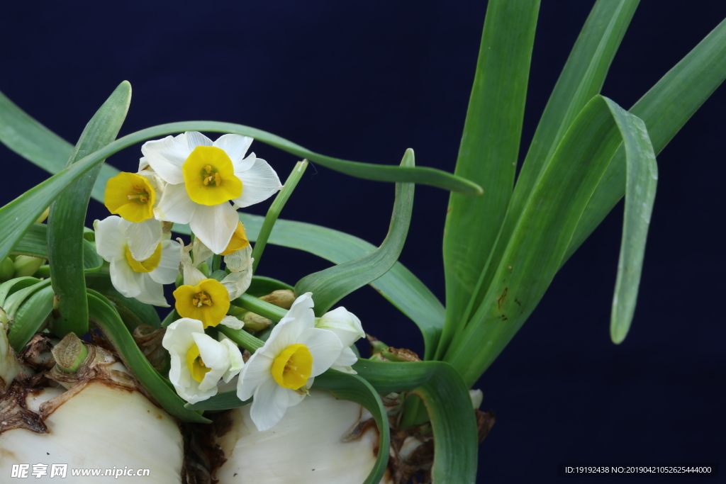 水仙花