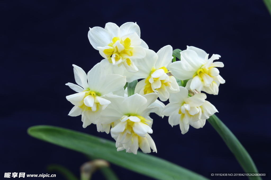 水仙花