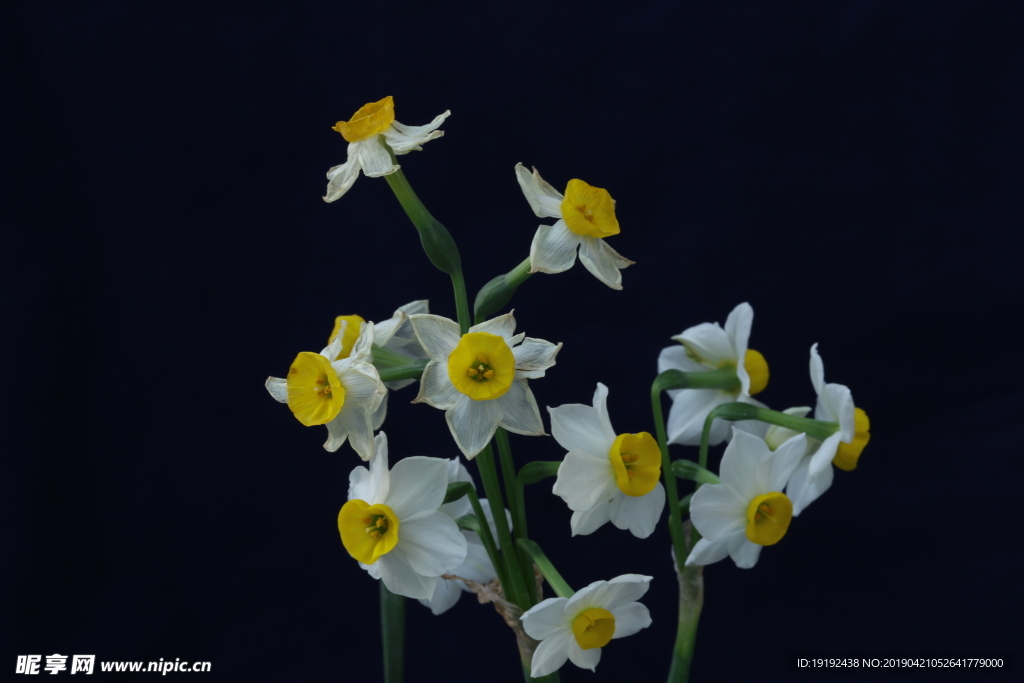 水仙花