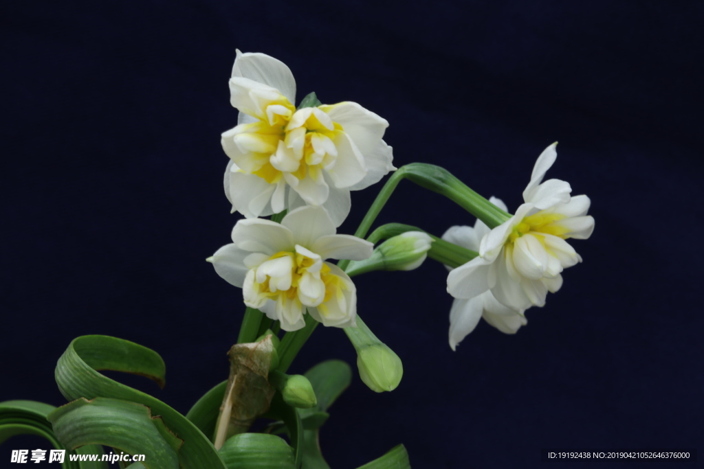 水仙花