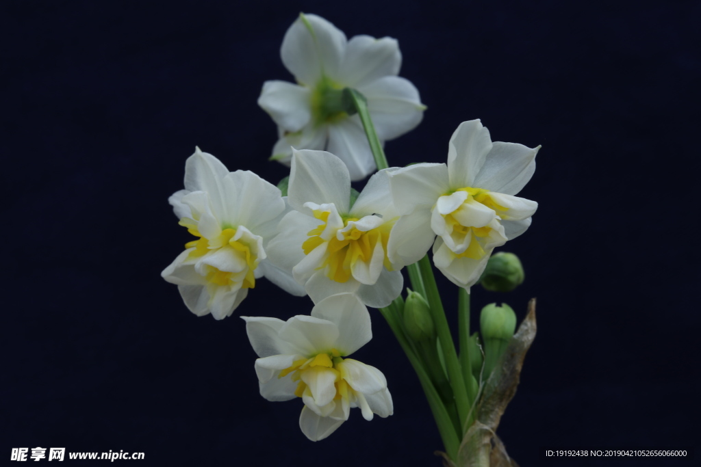 水仙花