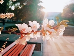 桃花摄影图片