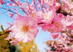 桃花摄影图片